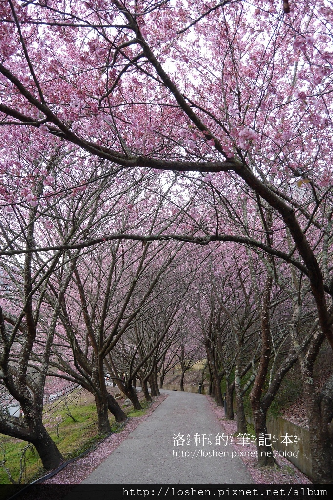 國民賓館楓林木屋VS文康館雙人林間木屋