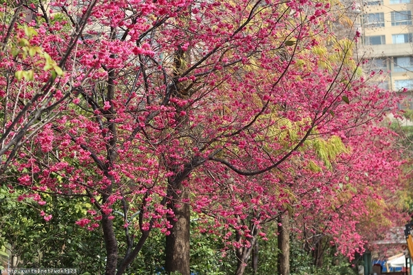 文昌國小：2014台中賞櫻景點大集合~103.02.25