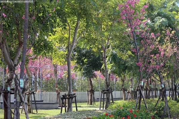 文昌國小：2014台中賞櫻景點大集合~103.02.25