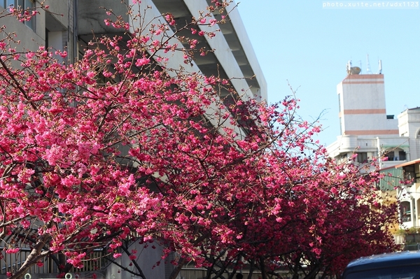 文昌國小：台中賞櫻in文昌國小~103.02.20