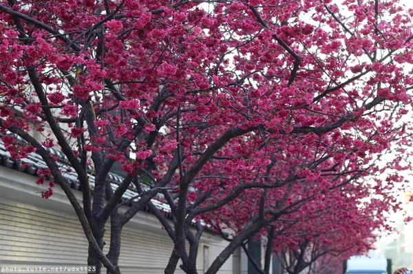 文昌國小：2014台中賞櫻景點大集合~103.02.25