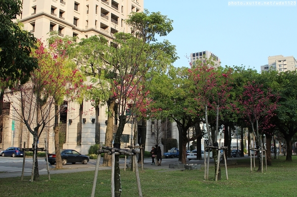 文昌國小：2014台中賞櫻景點大集合~103.02.25