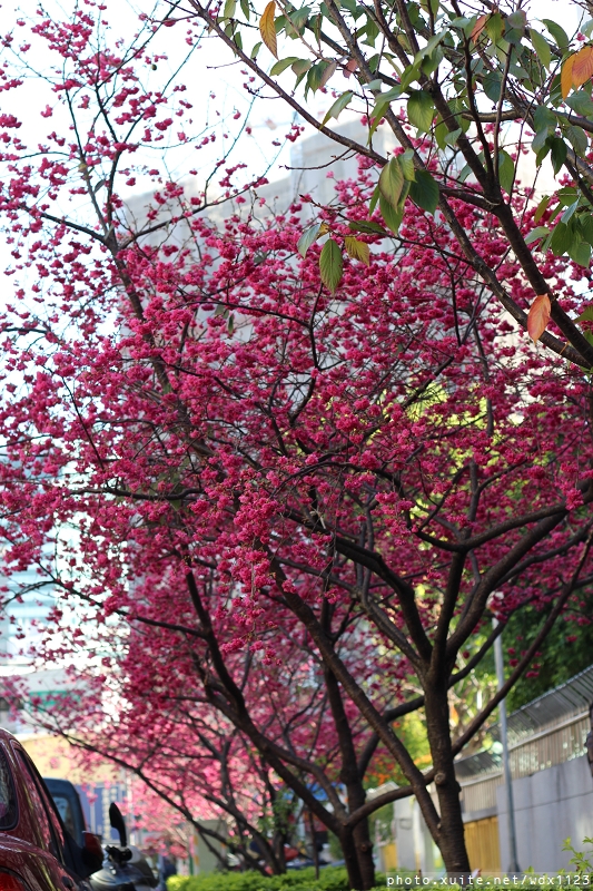 文昌國小：台中賞櫻in文昌國小~103.02.20