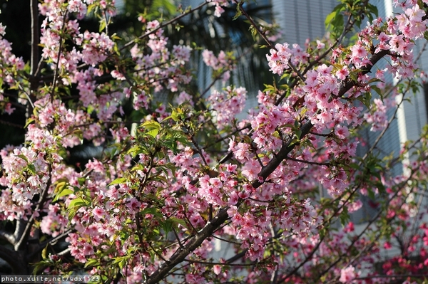 文昌國小：2014台中賞櫻景點大集合~103.02.25