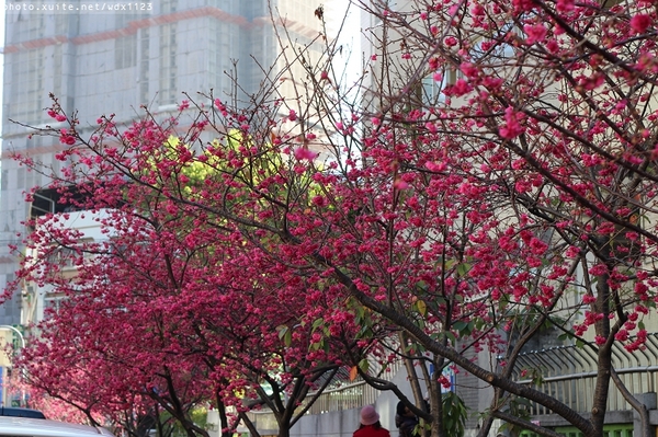 文昌國小：台中賞櫻in文昌國小~103.02.20