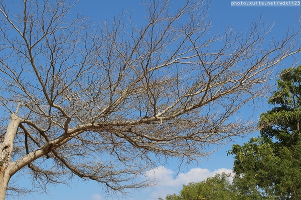 文昌國小：2014台中賞櫻景點大集合~103.02.25