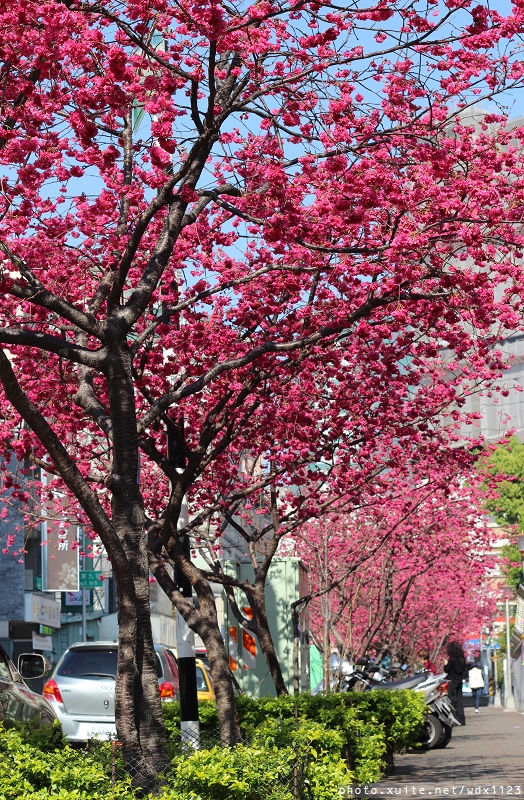 文昌國小：台中賞櫻in文昌國小~103.02.20