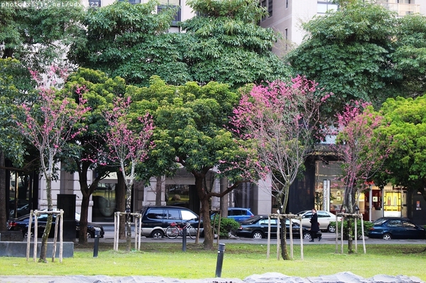 文昌國小：2014台中賞櫻景點大集合~103.02.25