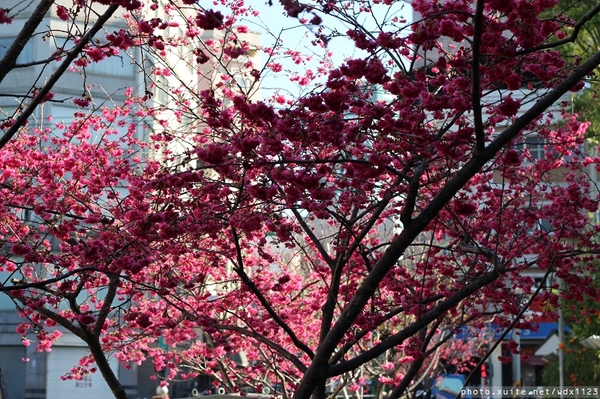 文昌國小：台中賞櫻in文昌國小~103.02.20