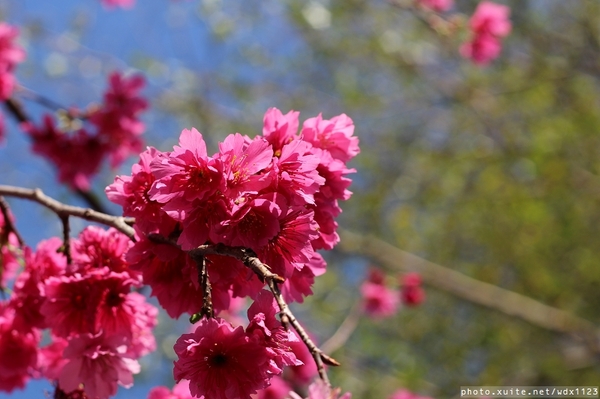 文昌國小：2014台中賞櫻景點大集合~103.02.25