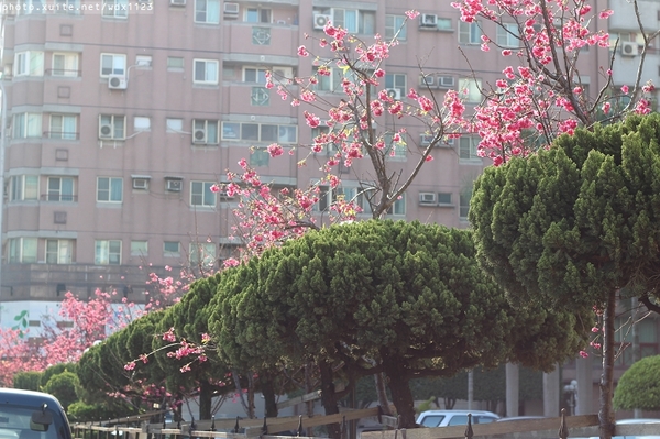 文昌國小：2014台中賞櫻景點大集合~103.02.25