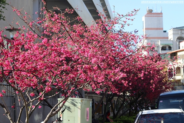 文昌國小：台中賞櫻in文昌國小~103.02.20