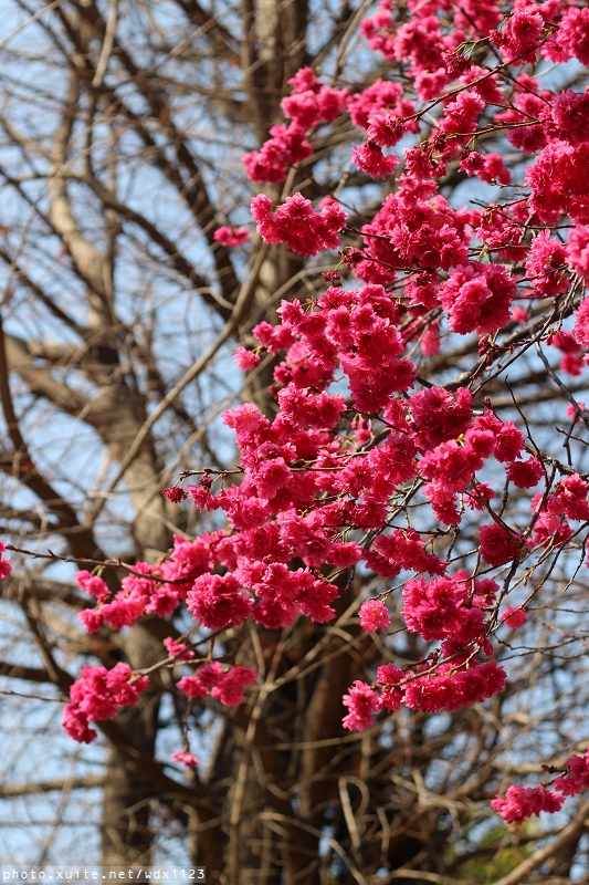 文昌國小：2014台中賞櫻景點大集合~103.02.25