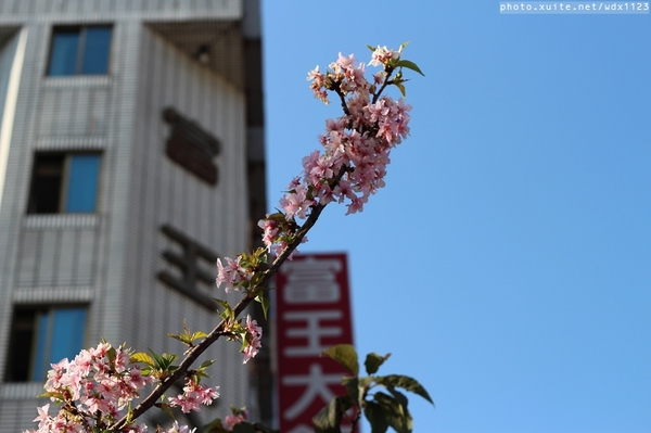 文昌國小：2014台中賞櫻景點大集合~103.02.25