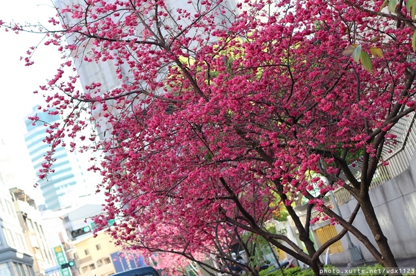 文昌國小：台中賞櫻in文昌國小~103.02.20