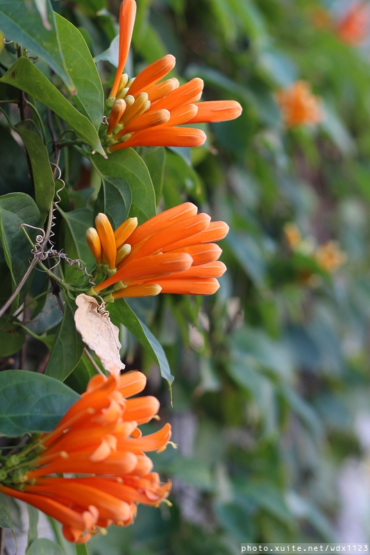 文昌國小：台中賞櫻in文昌國小~103.02.20