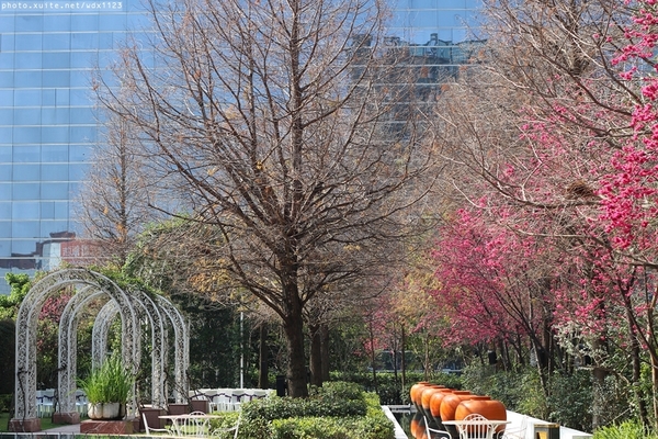 文昌國小：2014台中賞櫻景點大集合~103.02.25