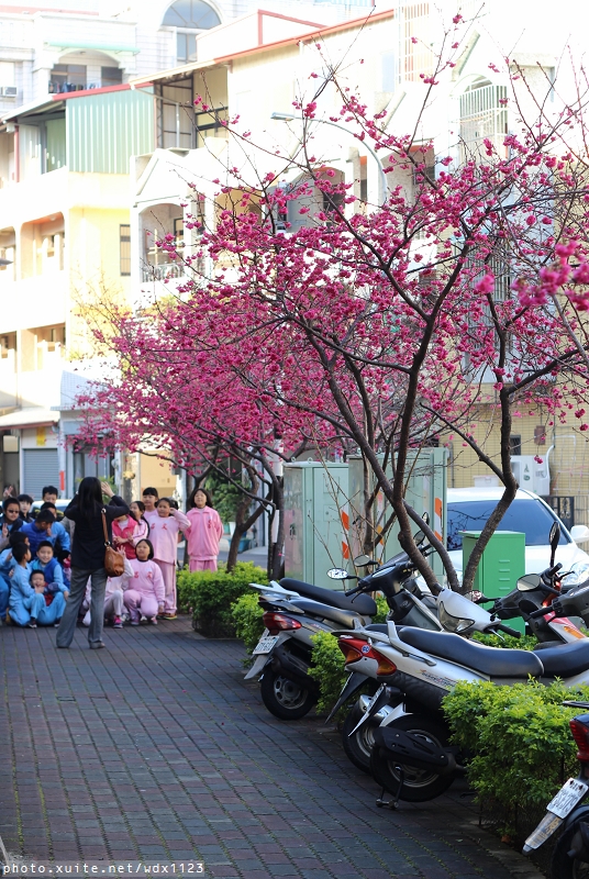文昌國小：台中賞櫻in文昌國小~103.02.20