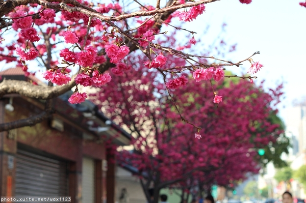 文昌國小：2014台中賞櫻景點大集合~103.02.25