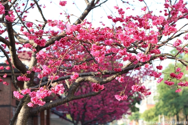 文昌國小：2014台中賞櫻景點大集合~103.02.25