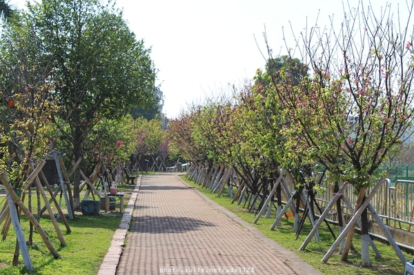 文昌國小：2014台中賞櫻景點大集合~103.02.25