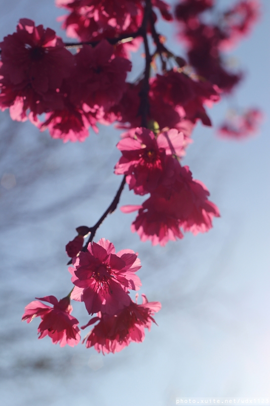 文昌國小：2014台中賞櫻景點大集合~103.02.25