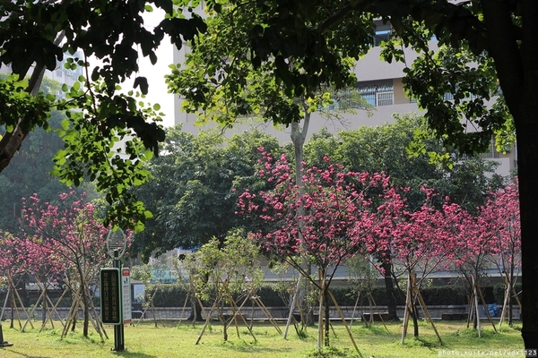文昌國小：2014台中賞櫻景點大集合~103.02.25