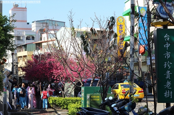文昌國小：台中賞櫻in文昌國小~103.02.20