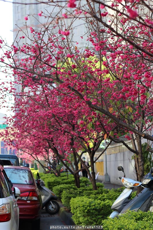 文昌國小：台中賞櫻in文昌國小~103.02.20