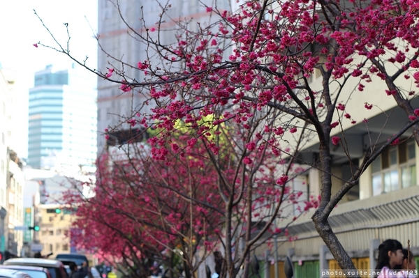 文昌國小：台中賞櫻in文昌國小~103.02.20