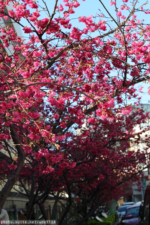 文昌國小：台中賞櫻in文昌國小~103.02.20