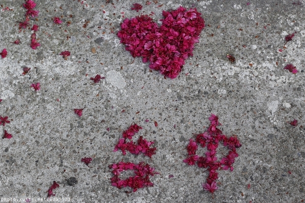 文昌國小：2014台中賞櫻景點大集合~103.02.25