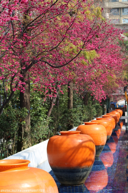 文昌國小：2014台中賞櫻景點大集合~103.02.25