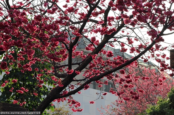 文昌國小：2014台中賞櫻景點大集合~103.02.25