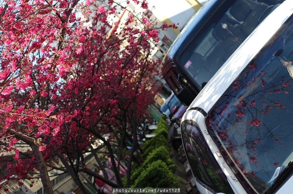 文昌國小：台中賞櫻in文昌國小~103.02.20