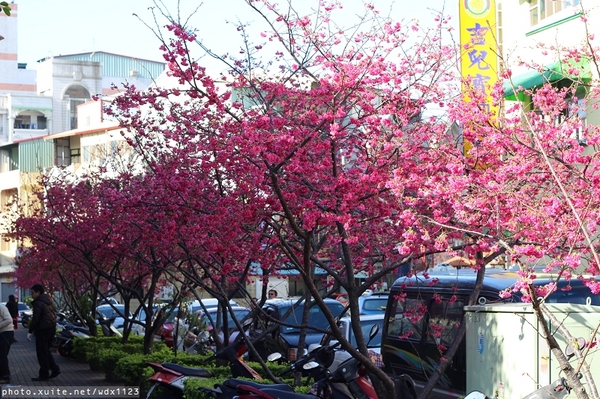 文昌國小：台中賞櫻in文昌國小~103.02.20