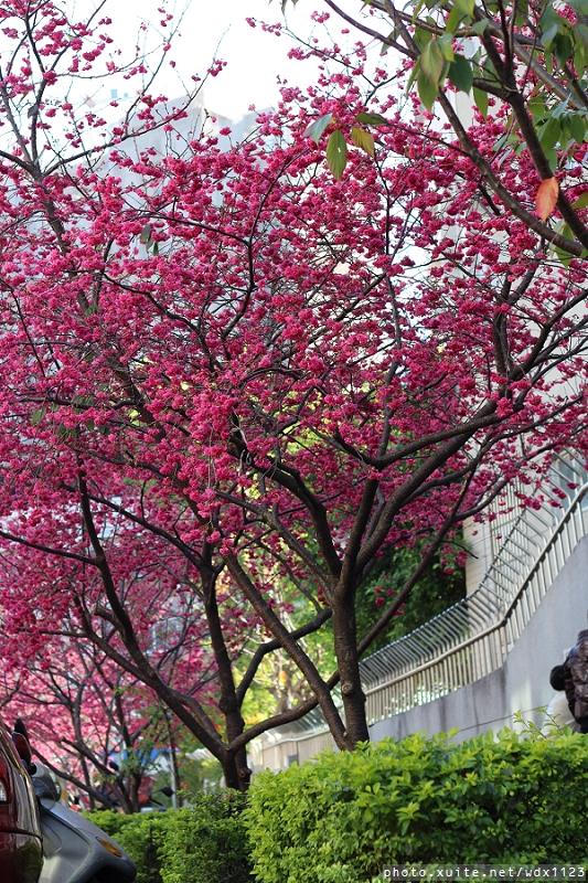 文昌國小：台中賞櫻in文昌國小~103.02.20