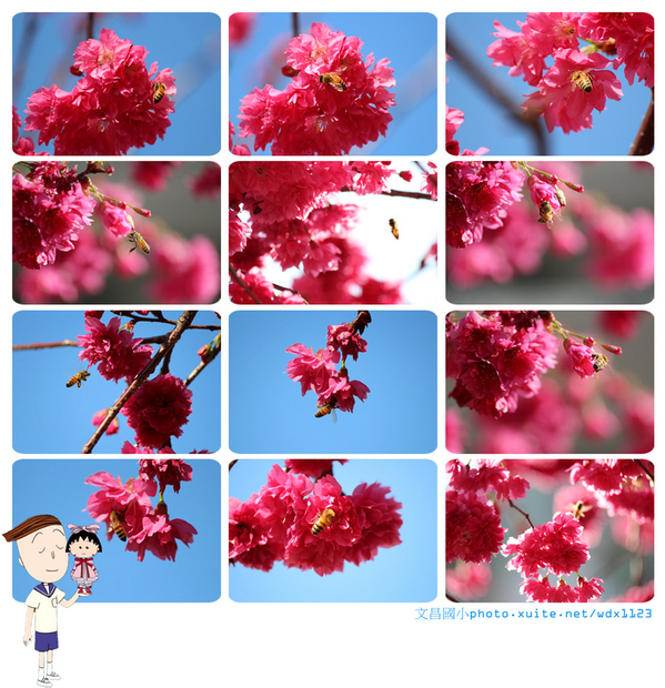 文昌國小：台中賞櫻in文昌國小~103.02.20