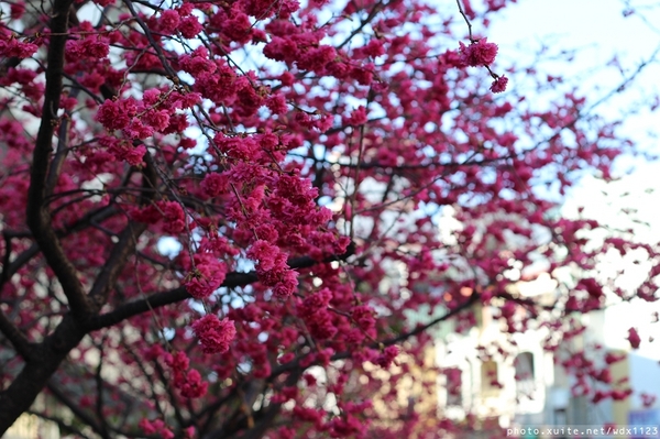 文昌國小：台中賞櫻in文昌國小~103.02.20