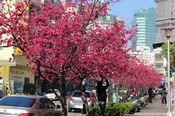 文昌國小：台中賞櫻in文昌國小~103.02.20