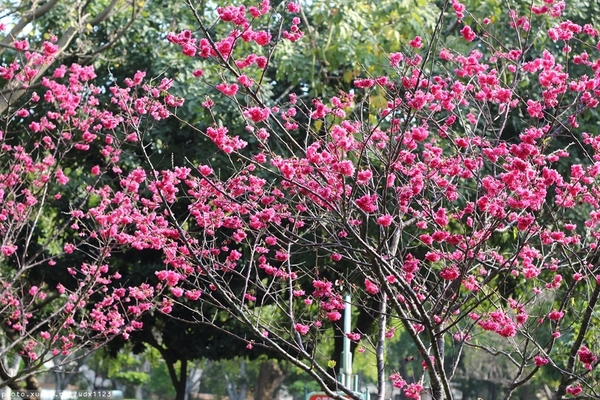 文昌國小：2014台中賞櫻景點大集合~103.02.25