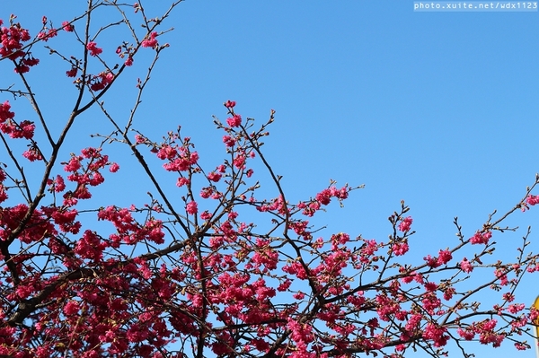 文昌國小：台中賞櫻in文昌國小~103.02.20