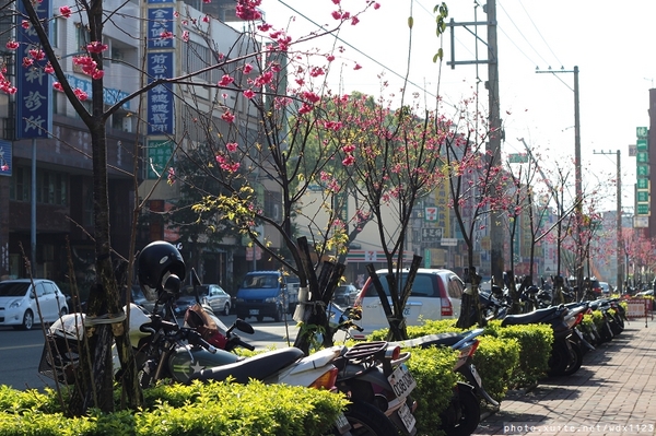 文昌國小：台中賞櫻in文昌國小~103.02.20