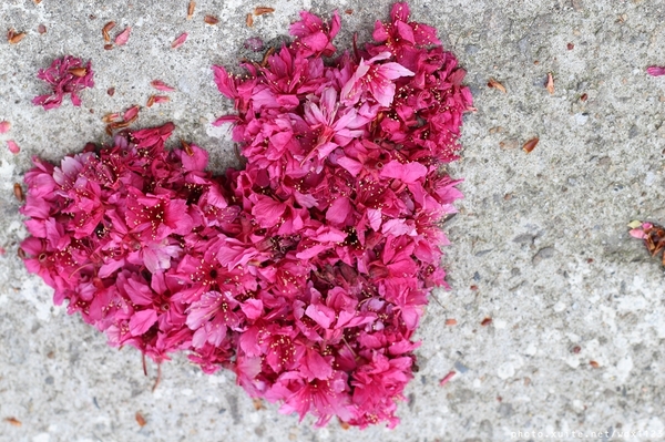 文昌國小：2014台中賞櫻景點大集合~103.02.25