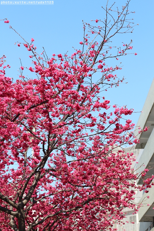 文昌國小：台中賞櫻in文昌國小~103.02.20