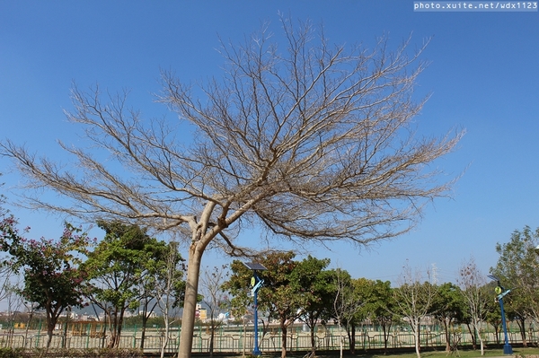 文昌國小：2014台中賞櫻景點大集合~103.02.25