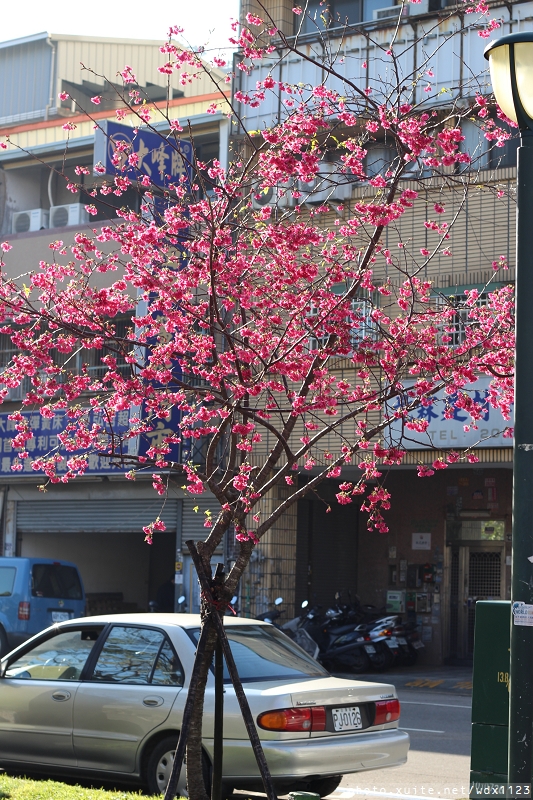 文昌國小：2014台中賞櫻景點大集合~103.02.25