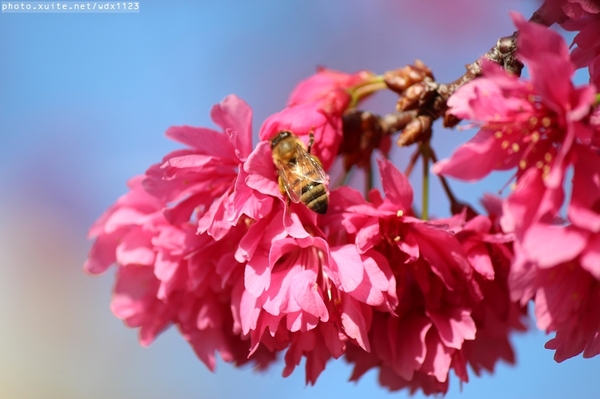 文昌國小：2014台中賞櫻景點大集合~103.02.25