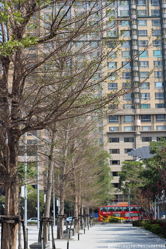 文昌國小：2014台中賞櫻景點大集合~103.02.25