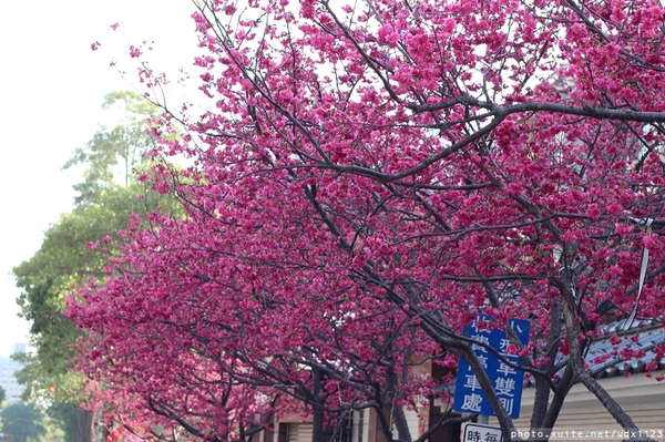 文昌國小：2014台中賞櫻景點大集合~103.02.25